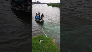 net fish catching (09) #shorts #fishing #youtubeshorts #viral #shortvideo #ytshorts