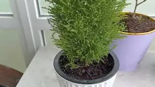 Комнатный кипарисовик Купрессус
