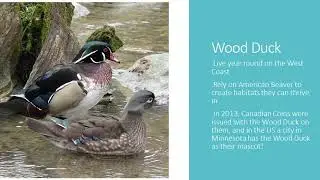 Top 10 Birds of Washington - West Valley Outdoor Learning Center