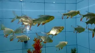 Fish Aquarium Guwahati science museum ni