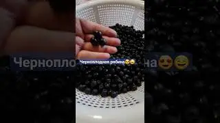 #ягоды #рябина