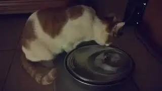 Cat Drinking From Fountain Loop 5 Minutes #relaxing