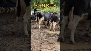 #cow #cattlefarming #bailbajar #livestockfarming #safarbazarachi #bailbazar #animalfarming