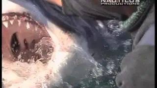 DIVELOG 1.21 - Great White Sharks of Gansbaai SA, Underwater Web Video Series