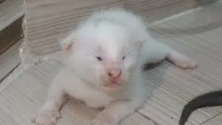 Newborn Kittens Opening Eyes for the First Time | Cute Kitten Gender Reveal