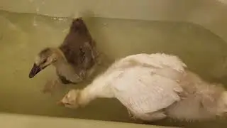 Bath time with Lemongrab and Tooey! #SparklegleamFarm #Lemongrab #Tooey #homestead #geese