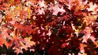 Red and Yellow Autumn Oak Leaves | FREE NATURE STOCK FOOTAGE