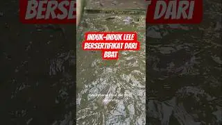Induk-induk lele bersertifikat dari BBAT #gusrinachannel