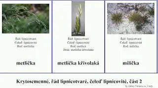 Krytosemenn&eacute;, ř&aacute;d lipnicotvar&eacute;, čeleď lipnicovit&eacute;, č&aacute;st 2 lipnice listoklasec kostřava milička