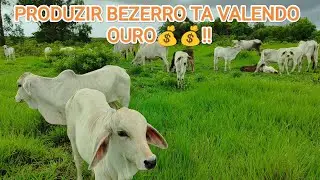 Qual O MEU LUCRO Nos Dias ATUAIS Com 20 VACAS de CRIA na Pecu&aacute;ria de Corte??