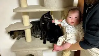 【猫と双子】黒猫がクーファンを先取り&hellip;双子の赤ちゃんとこうなりました！