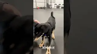 Puppy Preschool Cam! | Sit Means Sit Dog Training Orange County