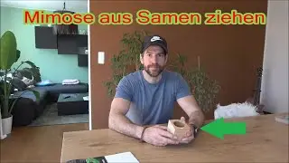 Mimose Mimosa pudica aus Samen selber ziehen Ich versuche die Mimosenpflanze selbst zu z&uuml;chten