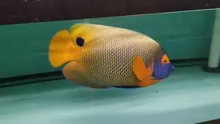 Blueface Angel $1199 - Bali