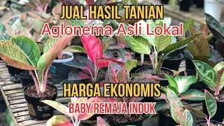 ❗️Jual Hasial Tanian Aglonema Lokal Full Murah❗️