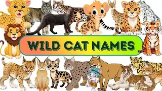 Wild Cat Names! Wild Cat English Names