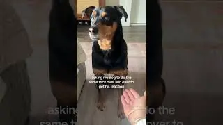 Dogs with attitude are so cool
