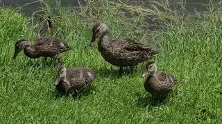 Mottled duck with month old ducklings joined by a Muscovy drake in race for food