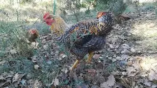 Pollastres ecol&ograve;gics Debosc