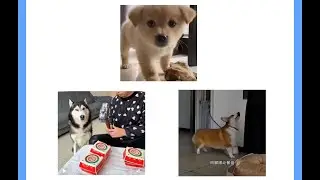 为什么低年级要狠抓学习习惯？看了这三只狗你就懂了