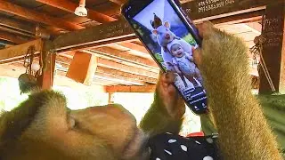 SokYaa Watching AI Video On The Bed, Smart Animal