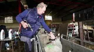 Boosting Lambing Rates & Flock Health: Andrew Doyle's Success with Twin Plus & Cobalt B12