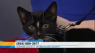 Adopt a Pet: June 16