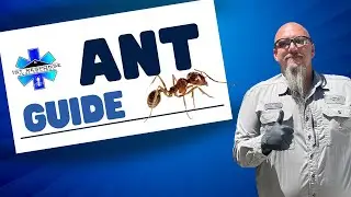 Ultimate Guide to Keeping Ants Out: Professional Tips and Natural Remedies