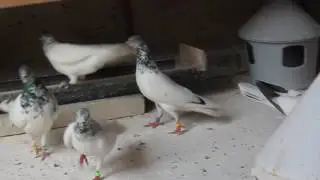 High Flyer Pigeons (Budapest High Flyer Best In Great Manchester Area)