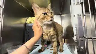 Sir Marci 233097, a very friendly cat in need of TLC😺