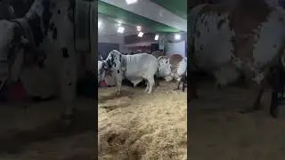 Jamal Cattle Farm #animalsworld #cattle #bull #dalfacattleshow2025 #cow