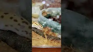 DUBIA TAKES OFF ON GECKO: The Best reaction EVER!