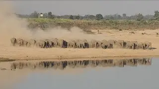 Elephant 🐘 crossing Kopili river 😱
