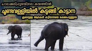 ചാലക്കുടിപ്പുഴയിൽ കയത്തിൽ ചൂണ്ടവള്ളിയിൽ കുടുങ്ങി കുട്ടിയാന🥲🐘