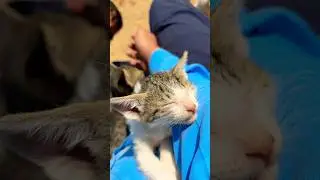kitten meowing to attract cats