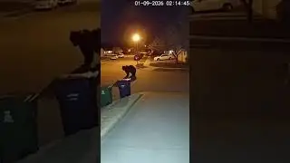 😱 Why Is This Dog Chasing a Wild Bear?