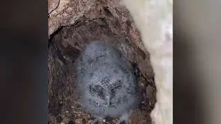 Baby owls hatch in our front yard tree