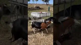 The finished goat feeder.  Works well.
