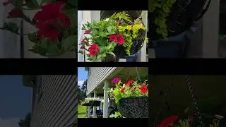 CHEAP Alternative  for Hanging Basket Liners #backyardgardening #gardening #gardenaccessories