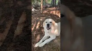 Hanging with the animals