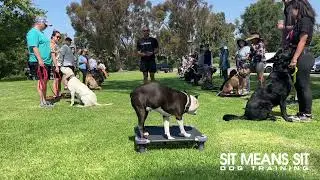 Group Class Fun! | Sit Means Sit Dog Training Orange County