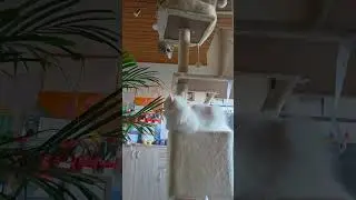 Monster😂#cat #funny #cute #cutecat #funny#funnycat #katze #katzenleben #niedlich