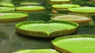 Mauritius-4k: Relaxing Music Journey with the beauty of Nature.