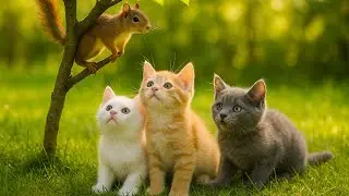 Cat watching squirrel climbing tree - Video of cat meowing