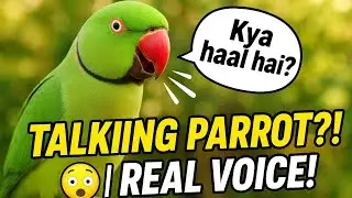 Talking Parrot l indian ringneck and alexanderine Parrot | Parrot sound 