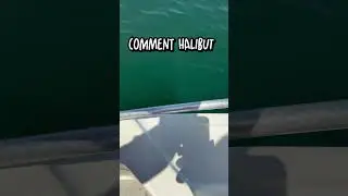 You Don&rsquo;t See Halibut Like This Until It&rsquo;s Almost Too Late 😳