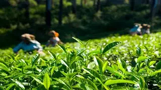 Sultan Tea - bringing you the freshness of Garden Packed Tea from Northern Bengal