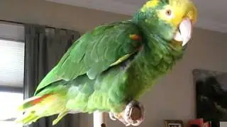 Beautiful Amazon sings and talks