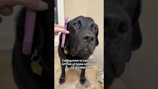 Must just be a mistake 📱 #dogshorts #blacklab