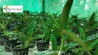 Shop Beautiful Orchid Plants for your Home Garden from Mg Orchids.